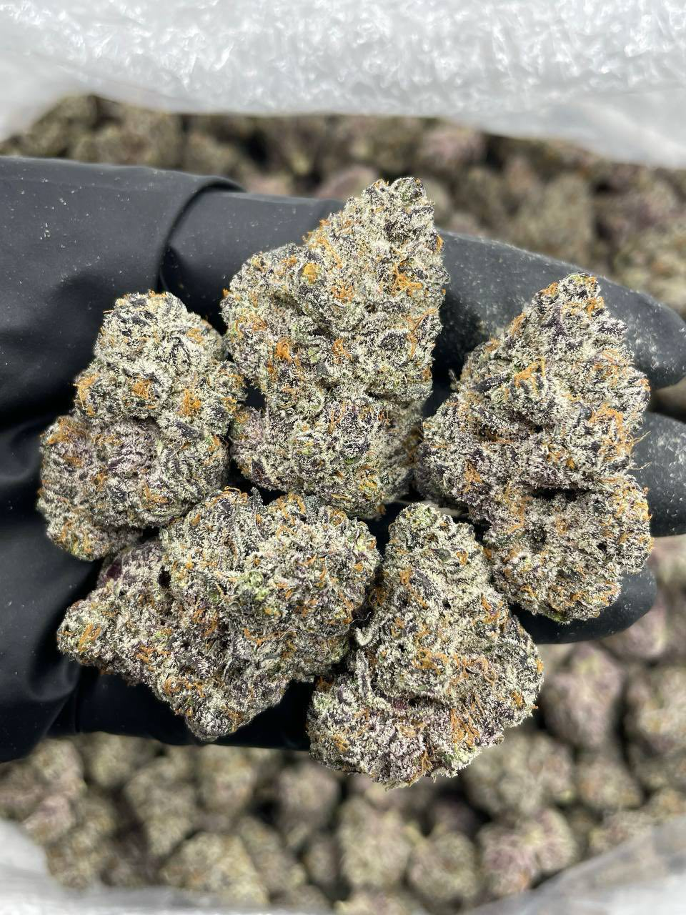 Baja Blast strain